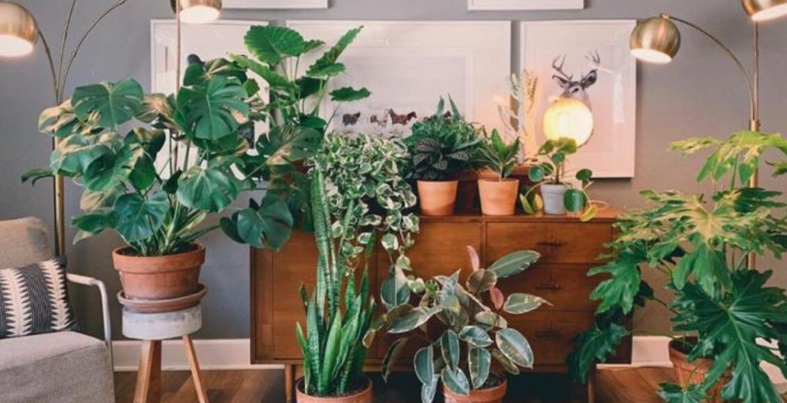 As 4 melhores plantas para dentro de casa