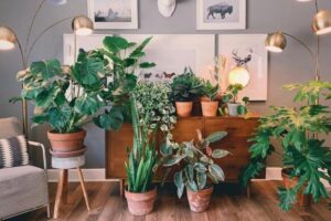 As 4 melhores plantas para dentro de casa