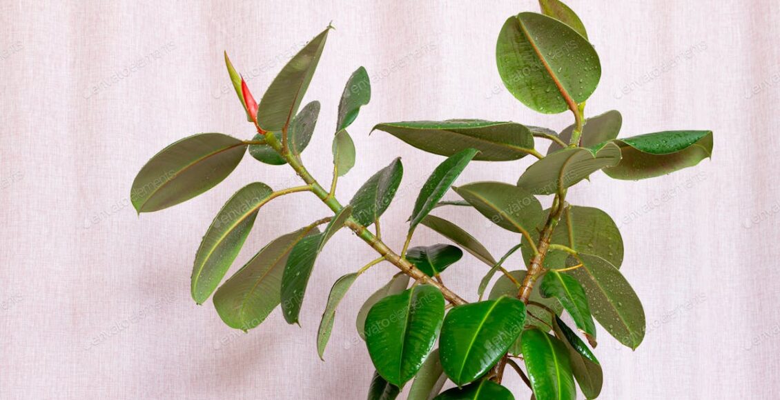 Ficus elastica: dicas para cuidar e cultivar a planta