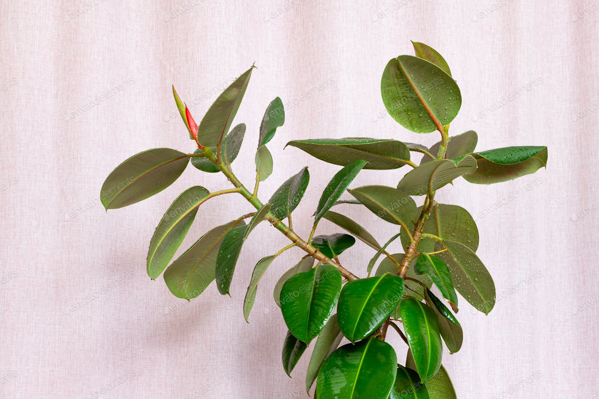Ficus elastica: dicas para cuidar e cultivar a planta
