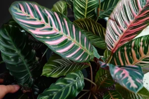 Como plantar maranta e fazer essa espécie crescer saudável