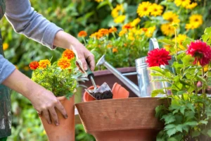 Conheça 5 plantas ornamentais para jardim