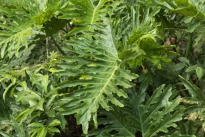 dicas de como cuidar da planta guaimbê