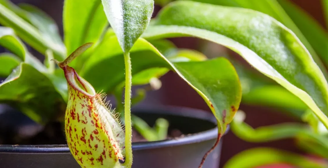 Plantas carnívoras: você pode ter essa espécie em casa?