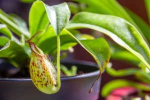 Plantas carnívoras: você pode ter essa espécie em casa?