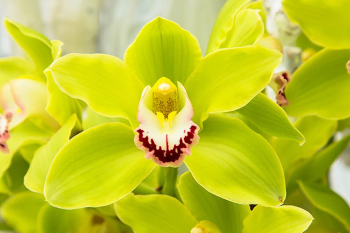 Quer cultivar Orquídeas? Siga essas 4 dicas - Foto: reprodução