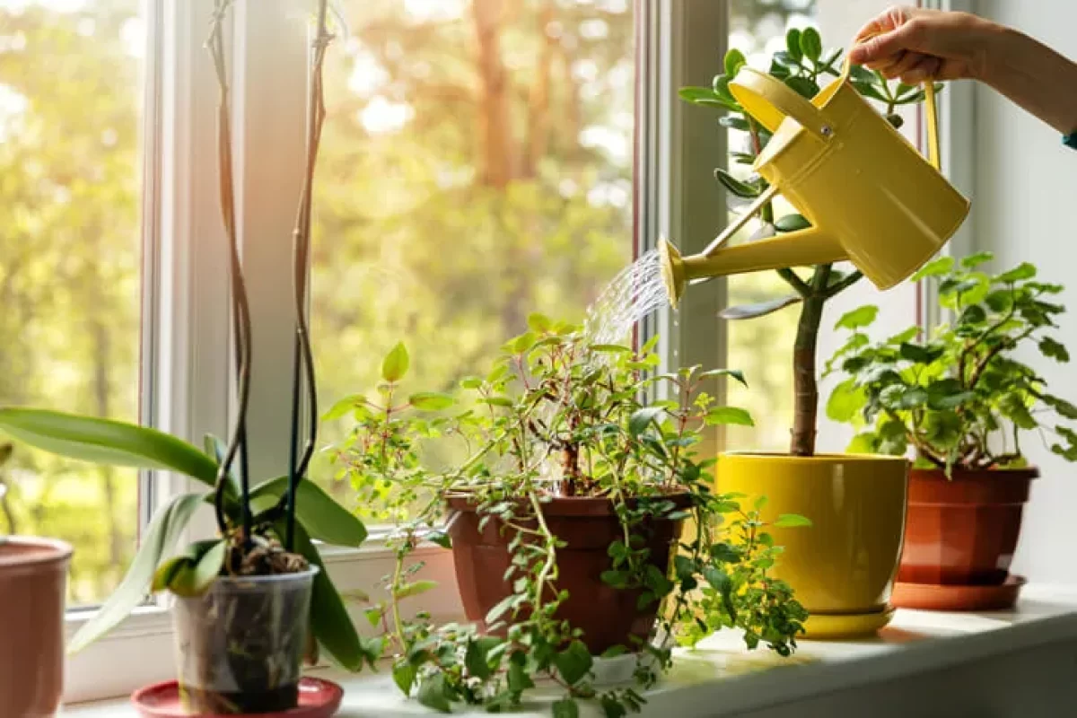 As 4 melhores plantas para dentro de casa