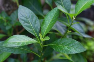 Assa-peixe: conheça essa planta medicinal brasileira