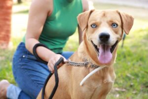 Campanha de encoleiramento de cães para prevenir calazar ocorre em Palmas neste sábado, 9