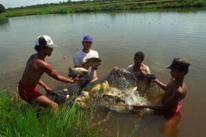 Governo do Tocantins publica decreto que isenta ICMS sobre peixes criados em cativeiro até 2027