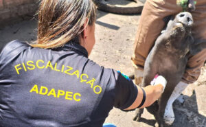 Adapec faz monitoramento de Peste Suína Clássica em 55 cidades do Tocantins