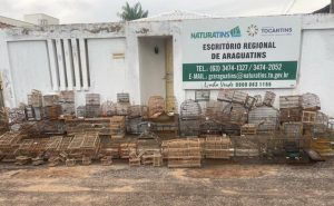 Operação apreende mais de 70 pássaros mantidos em cativeiro e aplica multas por criação ilegal no Tocantins