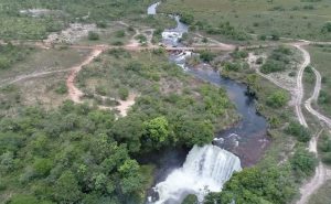 Naturatins lidera iniciativas para preservação de espécies ameaçadas no estado