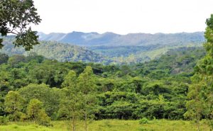 Tocantins reduz desmatamento no Cerrado em mais de 36% no primeiro trimestre de 2025