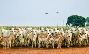 Produtores que farão leilões ou abates em maio devem antecipar declaração de rebanhos a partir desta quarta, 23