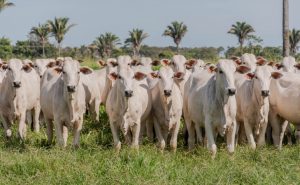 Prazo para declaração de rebanhos começa dia 1º de maio em todo o Tocantins