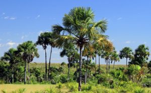 Número de focos de incêndio mais que dobra em uma semana no Tocantins, mostra novo boletim climático