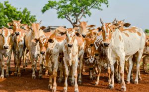 Sem declaração até 31 de maio, produtor rural pode ter movimentação travada pela Adapec