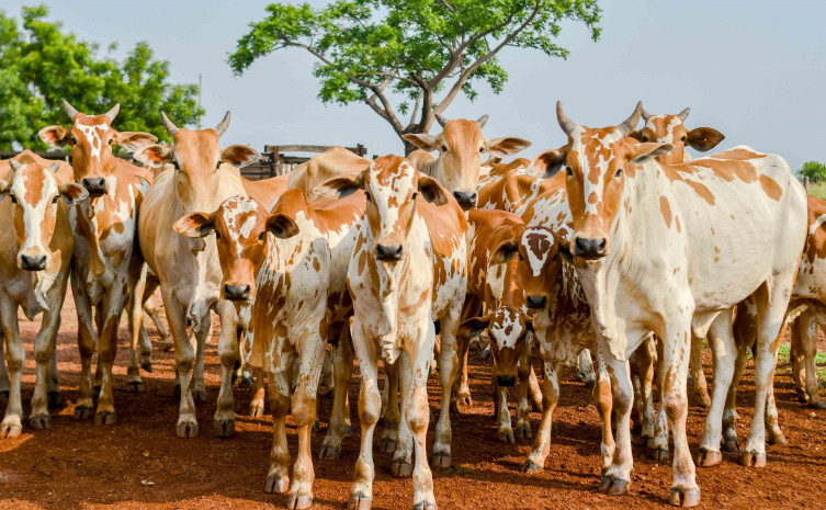 Sem declaração até 31 de maio, produtor rural pode ter movimentação travada pela Adapec Sem declaração até 31 de maio, produtor rural pode ter movimentação travada pela Adapec