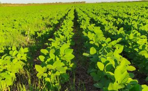 Adapec amplia prazo para plantio de soja nas várzeas tropicais do Tocantins até 6 de junho