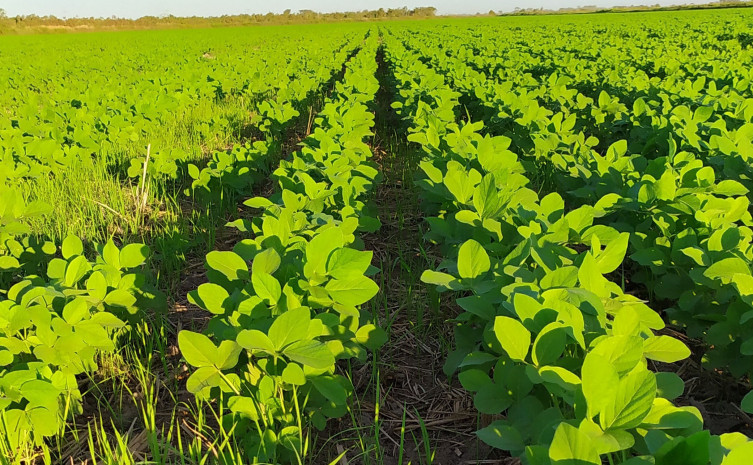 Adapec amplia prazo para plantio de soja nas várzeas tropicais do Tocantins até 6 de junho Adapec amplia prazo para plantio de soja nas várzeas tropicais do Tocantins até 6 de junho
