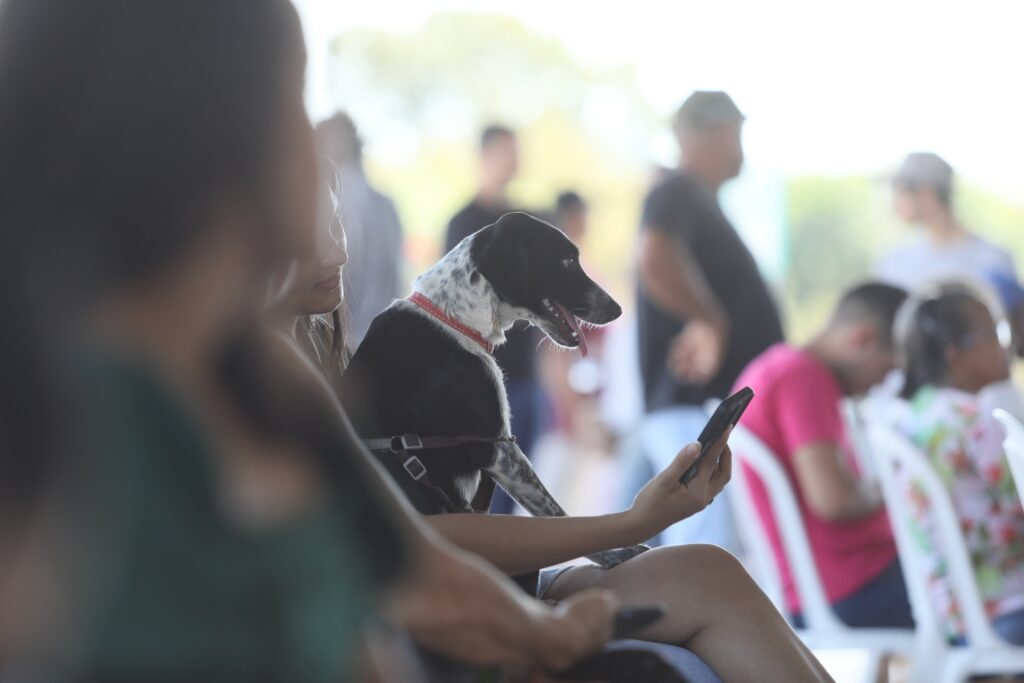 Prefeitura de Palmas realiza mutirão no Aureny III e garante atendimento veterinário gratuito para mil animais