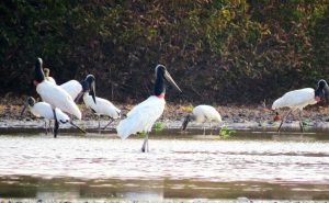 Governo intensifica vigilância no Parque do Cantão para prevenir gripe aviária entre aves migratórias