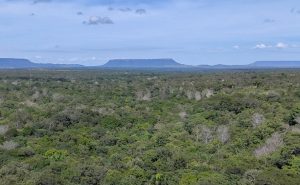 Tocantins registra queda de 23,5% no desmatamento entre janeiro e maio de 2025