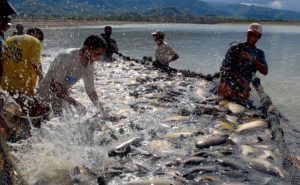 Tocantins registra alta de 31,63% na produção de peixe e projeta avanço no ranking nacional