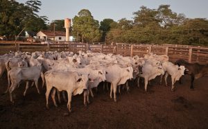 Após denúncia, PM localiza 66 cabeças de gado avaliadas em R$ 170 mil e devolve rebanho à vítima
