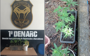 Polícia destrói plantação de maconha com sistema de irrigação na zona rural de Palmas