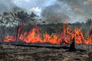 Naturatins suspende queima controlada durante a estiagem como medida preventiva contra queimadas