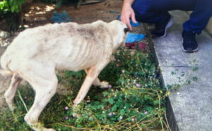 Homem é indiciado por maus-tratos após abandonar cães em estado crítico e causar morte de animal em Paraíso