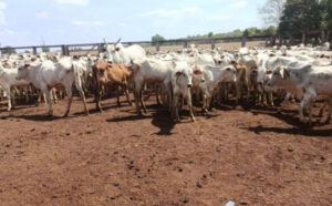 Mais de 100 cabeças de gado furtadas foram recuperadas e sete suspeitos presos em ação conjunta em Goiás e Tocantins
