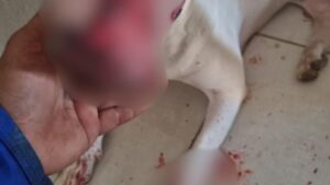Homem é preso em Palmas suspeito de maus-tratos após esfaquear cachorro da sobrinha