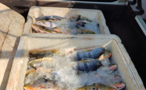 Mais de 300 quilos de peixe, doze tartarugas e ovos são apreendidos durante operação da PM no Rio Araguaia