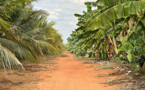 Tocantins se firma como referência nacional em agricultura irrigada