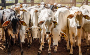 Adapec inicia 2ª etapa da declaração pecuária com meta de 12 milhões de animais em 70 mil propriedades