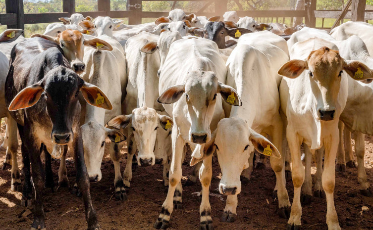 Adapec inicia 2ª etapa da declaração pecuária com meta de 12 milhões de animais em 70 mil propriedades