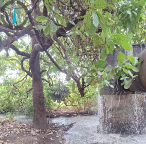 BRK é multada em quase R$ 1,8 milhão após novo vazamento de esgoto atingir lago de Palmas