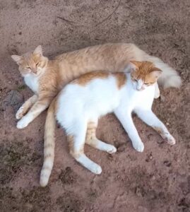 Prefeitura de Palmas registra 123 denúncias de maus-tratos a cães e gatos e Sebem orienta uso de canais oficiais