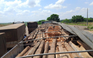 Dois caminhões são flagrados com madeira irregular na TO-134; cargas somam 112 m³ e multas passam de R$ 33 mil