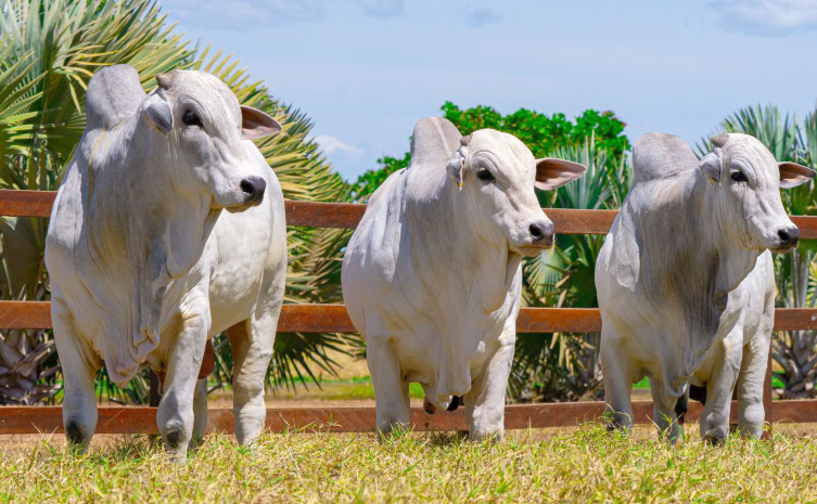 Inscrições abertas para o Meat Day, evento voltado a práticas que fortalecem a produção de carne no Tocantins