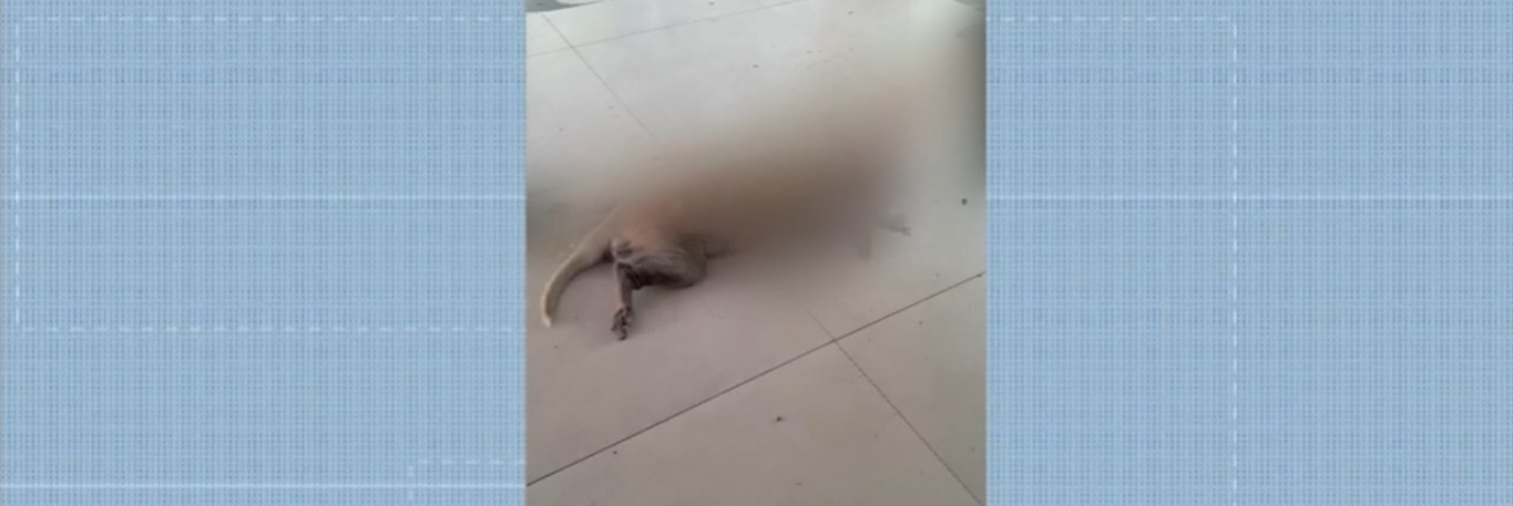 Criminoso invade casa na região do Bico do Papagaio, mata cachorrinha a facadas e foge com caminhonete e TVs