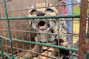 Jaguatirica ferida é resgatada pela Guarda Metropolitana Ambiental de Palmas próxima à Serra do Lajeado