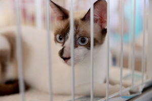 Casos de envenenamento de animais crescem em Palmas; veja como denunciar e as penalidades previstas