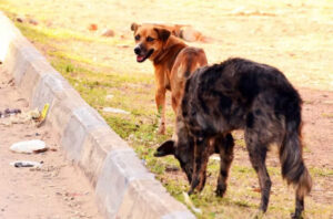 Justiça determina que cidade do Tocantins inicie obras de canil definitivo em 30 dias sob multa diária de R$ 3 mil ao prefeito