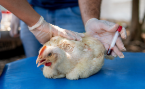 Monitoramento de aves segue em fase final no Tocantins sem registro de gripe aviária