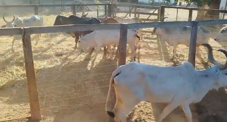 Gado furtado em Pedro Afonso é encontrado dividido entre fazendas de duas cidades do TO