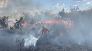 Incêndio de grandes proporções atinge fazenda em Palmas e destrói 16 hectares de lavoura de milho